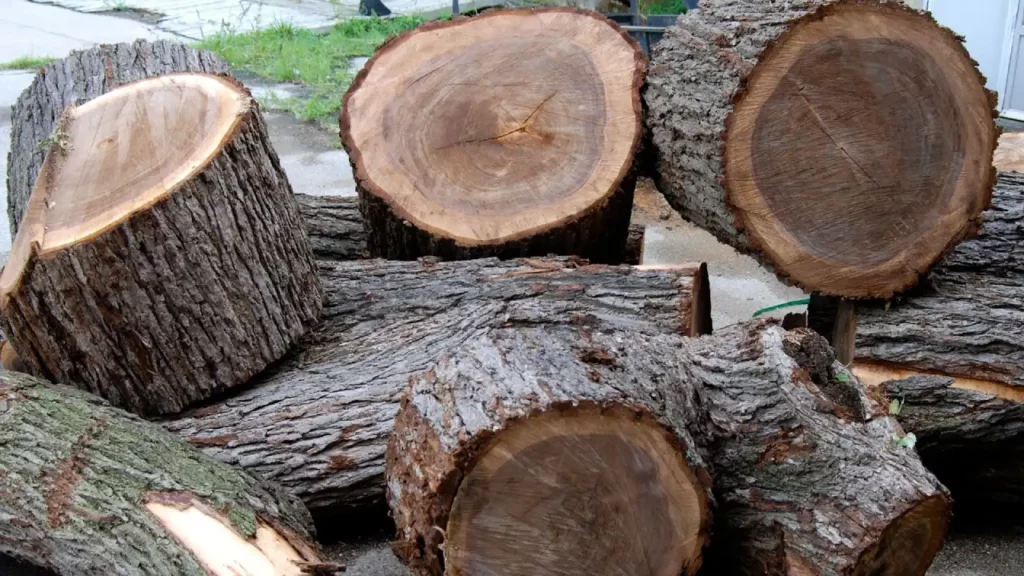 چوب گردو سیاه